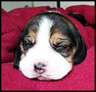 Boy 3 wk2
